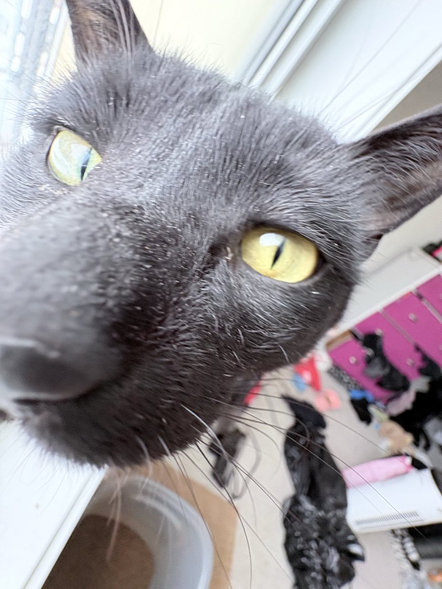 say hi to my cat u guys