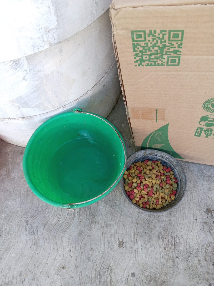 sofyvaldivia's tweet image. Ⓜ️📺🔴 #INDIGNANTE | Lomito agoniza abandonado en Santa Lucía del Camino 💔🐶

Un perrito gravemente herido permanece tirado sobre la calle Colón, frente a la capilla de la colonia Fernando Gómez Sandoval, en Santa Lucía del Camino, sin atención médica y luchando por sobrevivir.