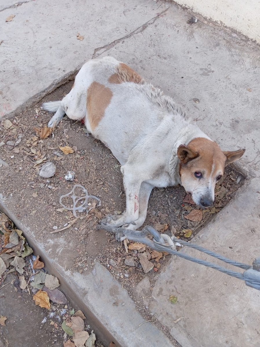 sofyvaldivia's tweet image. Ⓜ️📺🔴 #INDIGNANTE | Lomito agoniza abandonado en Santa Lucía del Camino 💔🐶

Un perrito gravemente herido permanece tirado sobre la calle Colón, frente a la capilla de la colonia Fernando Gómez Sandoval, en Santa Lucía del Camino, sin atención médica y luchando por sobrevivir.