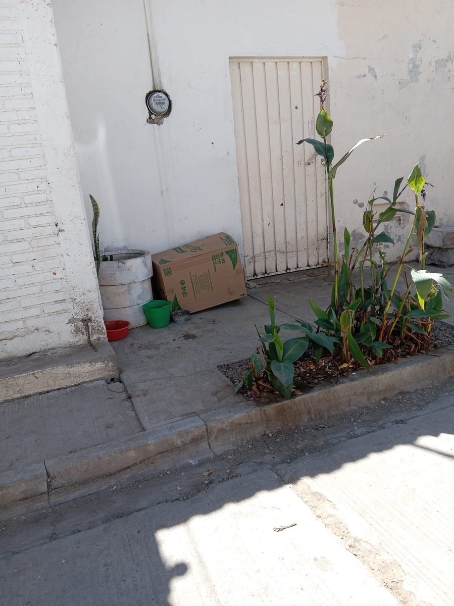 sofyvaldivia's tweet image. Ⓜ️📺🔴 #INDIGNANTE | Lomito agoniza abandonado en Santa Lucía del Camino 💔🐶

Un perrito gravemente herido permanece tirado sobre la calle Colón, frente a la capilla de la colonia Fernando Gómez Sandoval, en Santa Lucía del Camino, sin atención médica y luchando por sobrevivir.