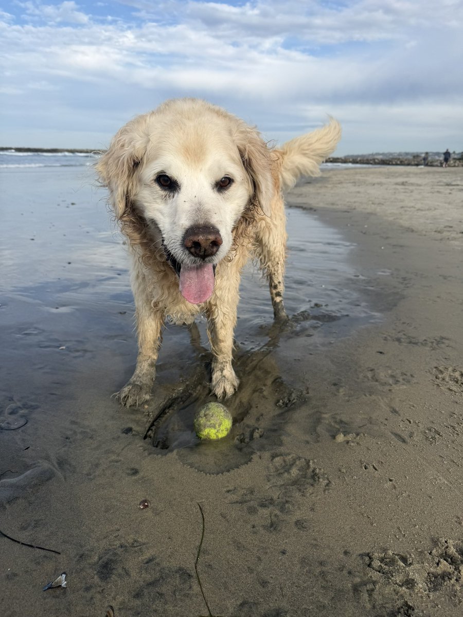 Ok_Solly's tweet image. We need more dog pics on Twitter (#dogtwitter do your thing!)