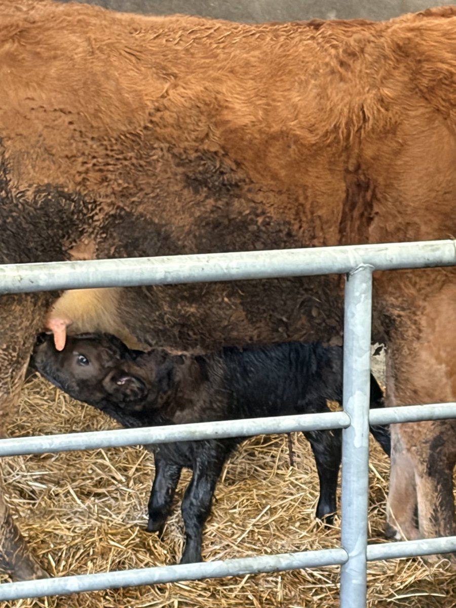 DMcCullagh_1's tweet photo. First calf of the year from a heifer this morning https://t.co/JsE9zxmhDw