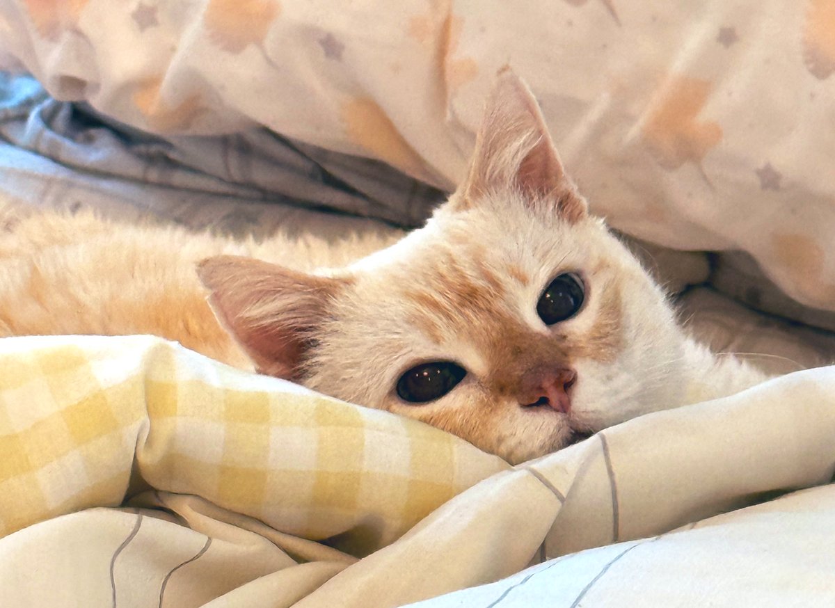 TuffyCat's tweet image. Furiscope Up!!! #cat #cutecat