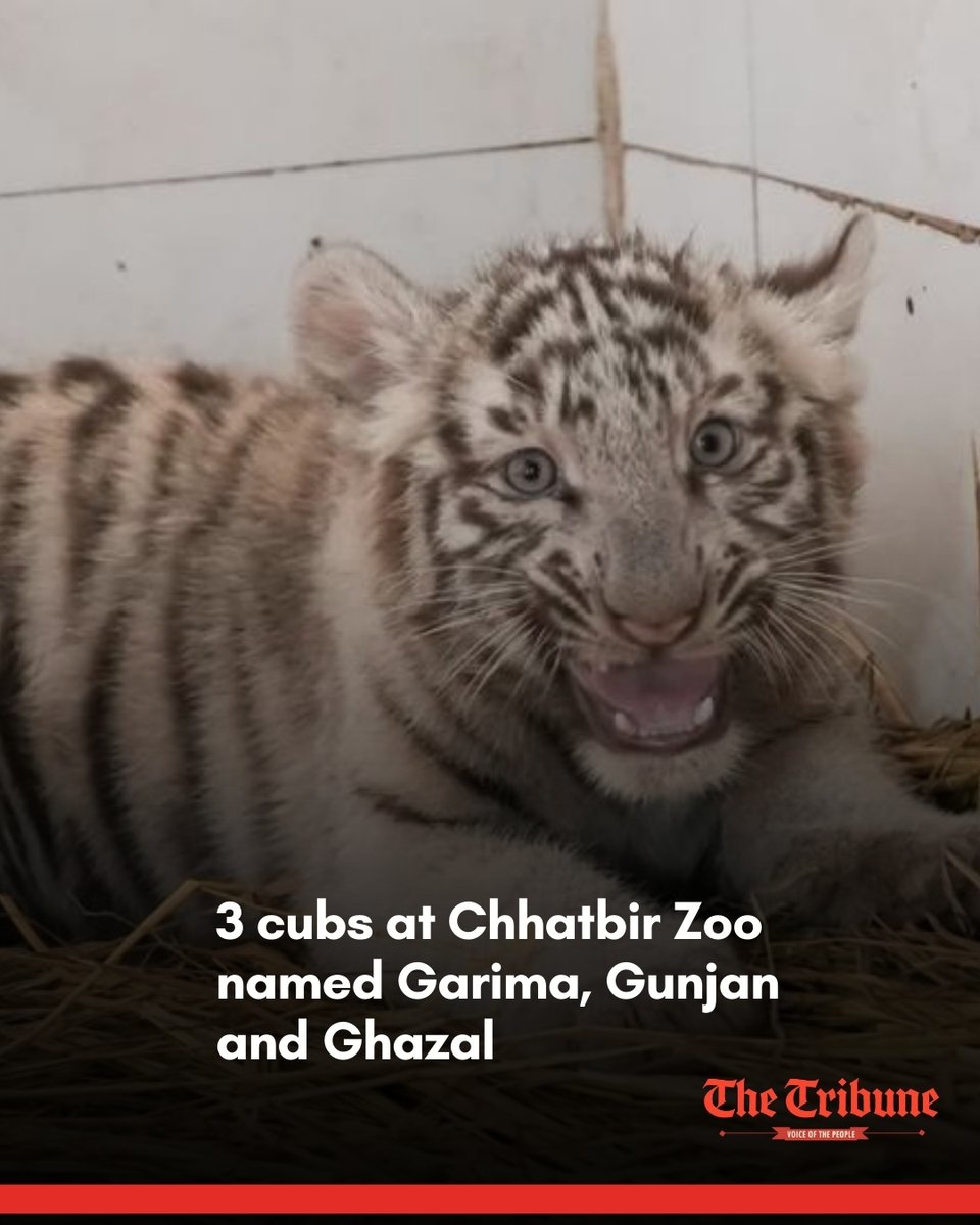 The Tribune tweet media