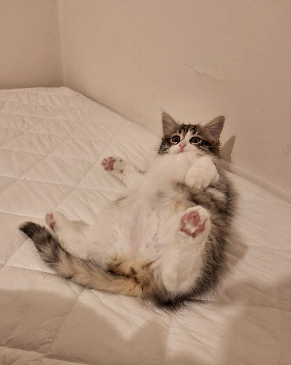 Ankara’m! İnanmazsınız ama Efes Tombul hala yuvasız. 3 aylık, dişi, sağlıklı, iç-dış paraziteri yapıldı, annesi ve kardeşleriyle mis gibi büyüdü. Kuru mama yiyor, kum kullanıyor, salak bakışlarıyla sizi mest edip mırlıyor… Dünya güzeli olduğu için çok kişi sorup son anda iptal