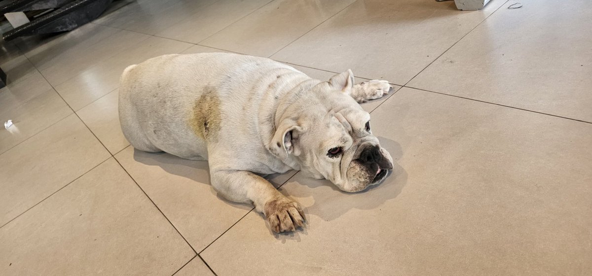 Rt porfa!!! 
Bulldog perdido, hembra. Barrio Nazareth. Hoy desde el medio dia. Está retenida conmigo. 0985436168.