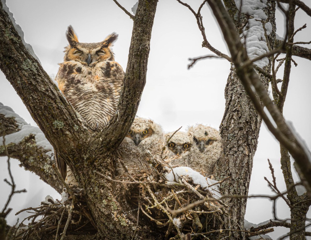 Great horned owls are the earliest nesting species in TN, often laying eggs as early as January. After about a month, owlets hatch and grow quickly—trading soft down for thicker feathers and starting to take on the characteristics of the adults watching over them.

📷 Caren Goode