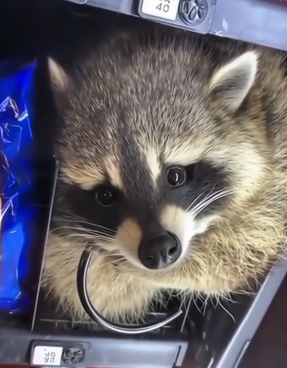 LycheeCoon tweet media