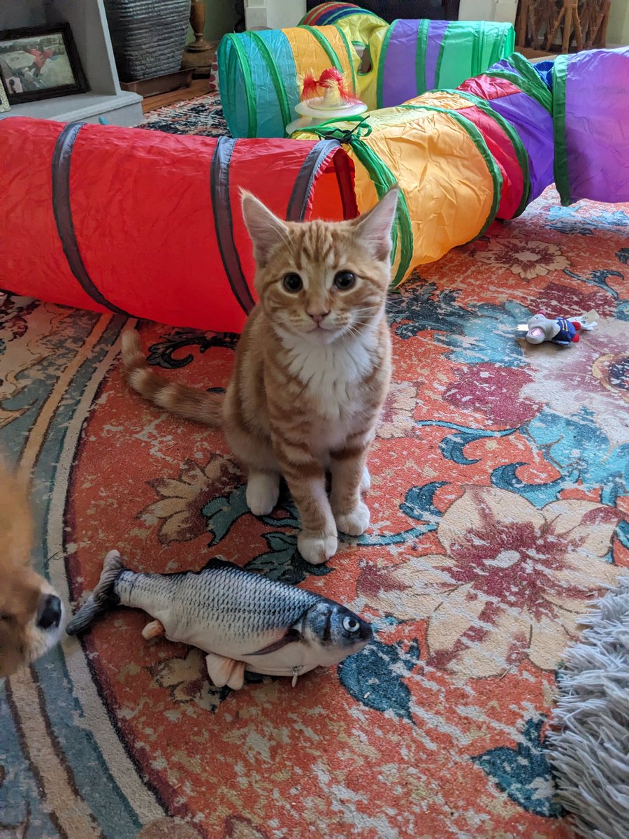 odiesislandlife's tweet photo. I caught a fish! 🧡 😊🧡 #Archie #odieskitten #gingerbaby https://t.co/pwT6T0heRx