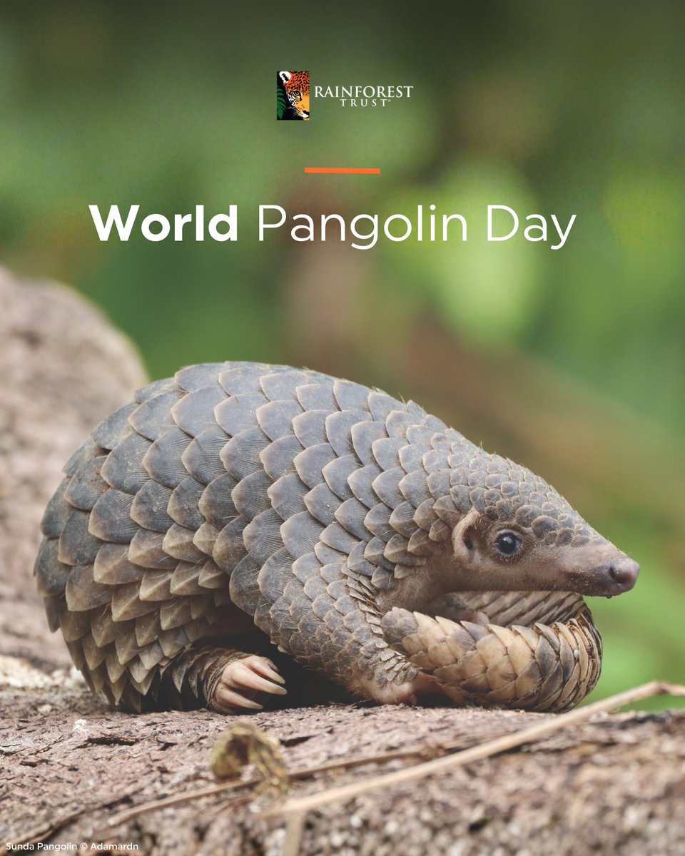 Rainforest Trust tweet media