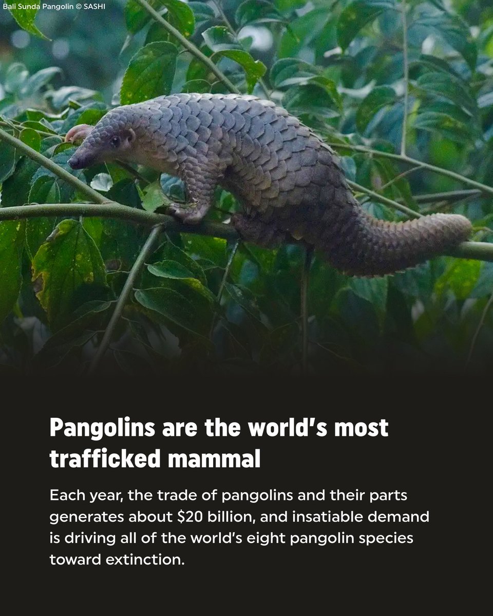 Rainforest Trust tweet media