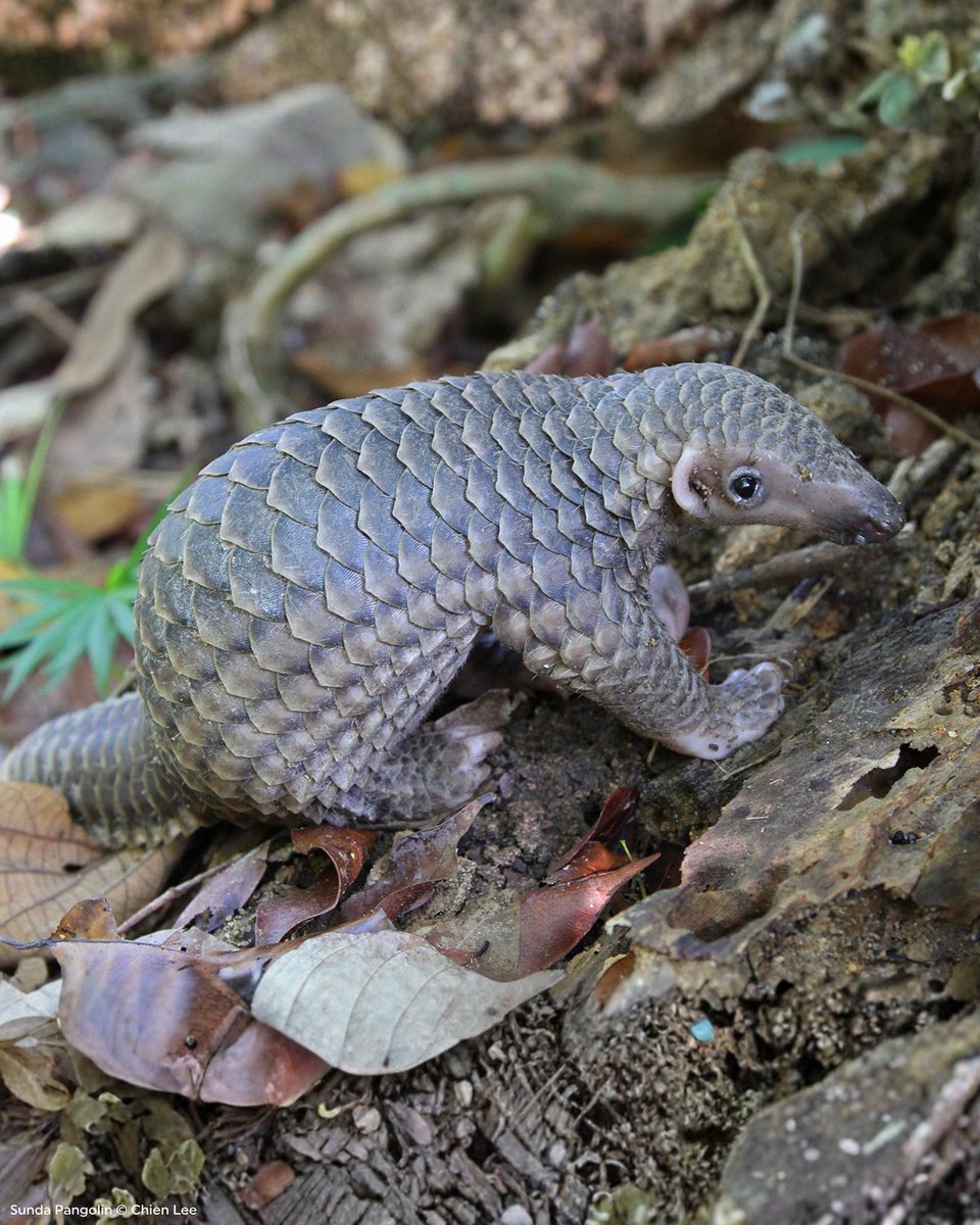 Rainforest Trust tweet media