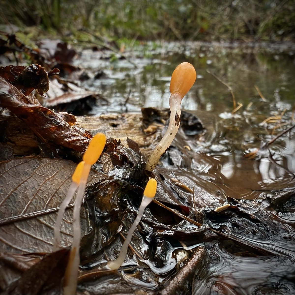 bernoid's tweet image. The Bog Beacons are here! 🧡 Mitrula paludosa #fungi