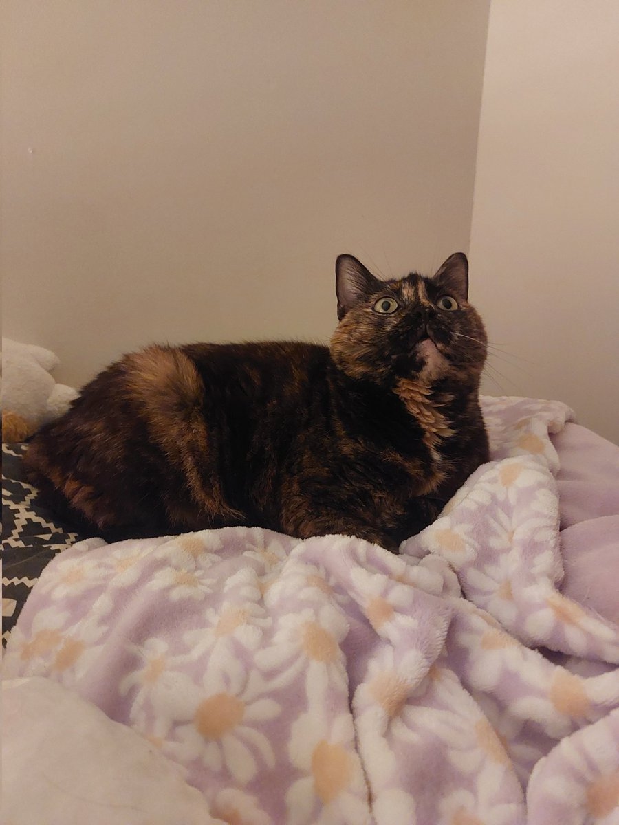 AstonGunjan's tweet photo. Cutie tortie https://t.co/GKWWU0Olz8
