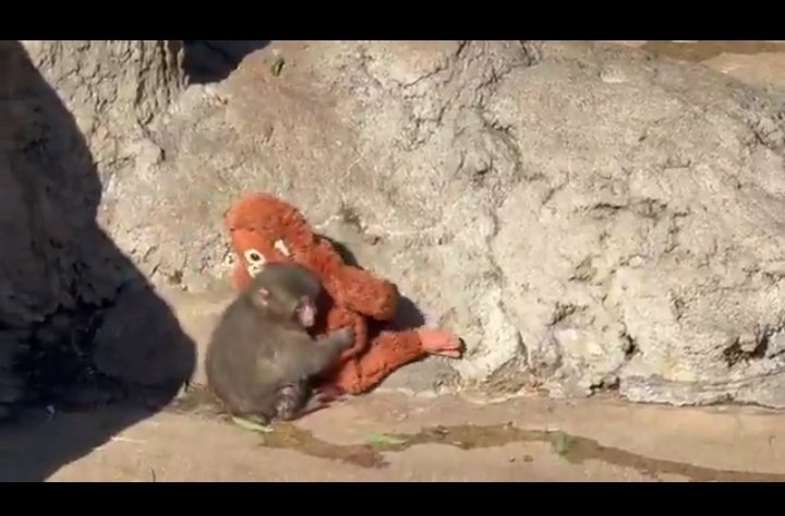 𝐎waisᯓ tweet media