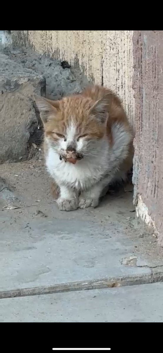 #انقاذ #قطط #نجران 
القط العياده طلعته وباقي م تشافى تماما ورجعت تنتكس حالته وصار جلد على عظم وجرارته منخفضه واسهال وجفاف ضروري احد يساهم بفاتورته لان مو لاقين محتضن لين تشافى 
نجران عياده كفوف ميرا 
للتواصل  0534963436