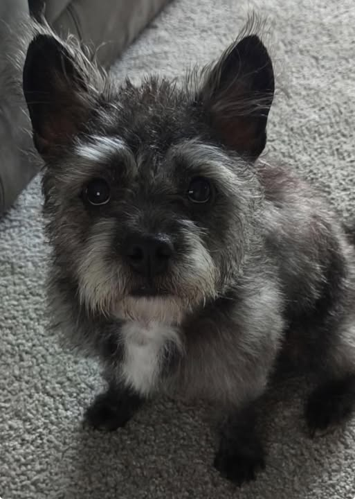 millypod1's tweet photo. 🆘18 FEB 2026 #Lost Evie #ScanMe
Terrier Cross Female
Great Notley Country Park #CM77
County #Braintree #Essex
She made her way to #Gridserve and was last spotted on the #A131 near Moulsham Lane.
https://t.co/1ZjV7vCYHu https://t.co/kiOR97a5fy