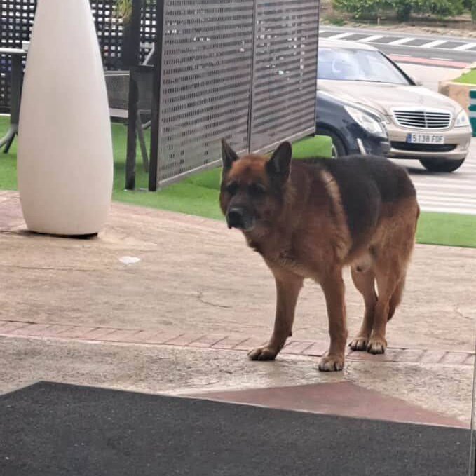 #MURCIA
Este precioso machito de pastor alemán, ―según informan, mayor― ha sido recogido en Fortuna, sin chip, y ha entrado en 𝐋𝐨𝐬 𝐈𝐧𝐟𝐢𝐞𝐫𝐧𝐨𝐬.

Si el dueño no aparece, necesitará un hogar urgente.

Contacto: WhatsApp 613 05 91 45