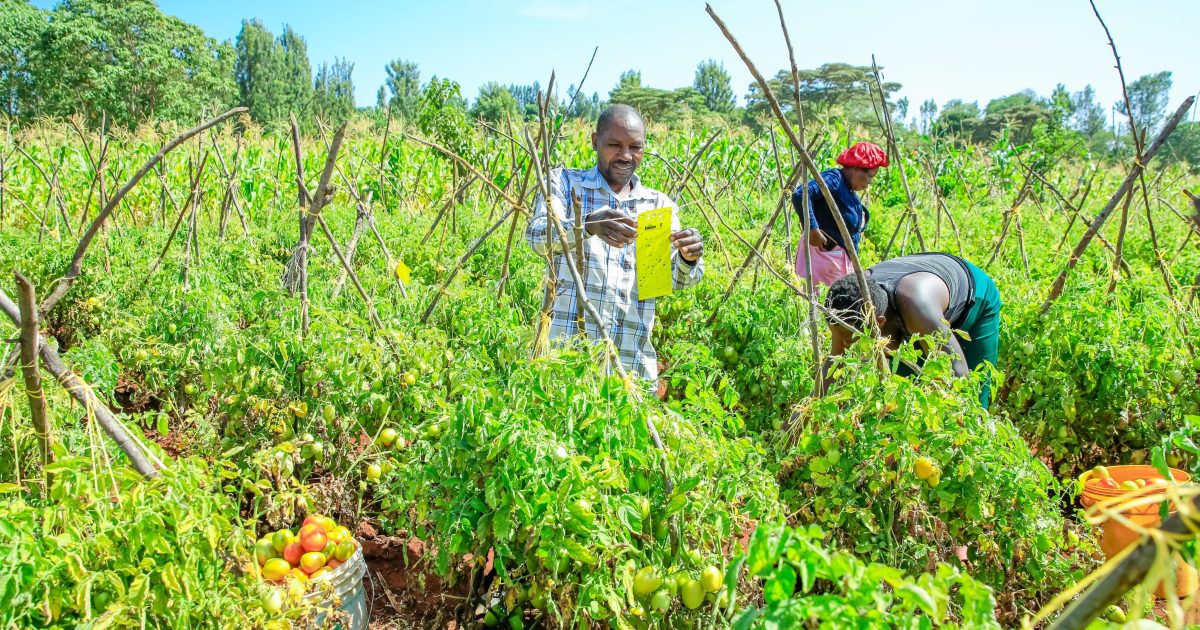 Olemutai tweet media