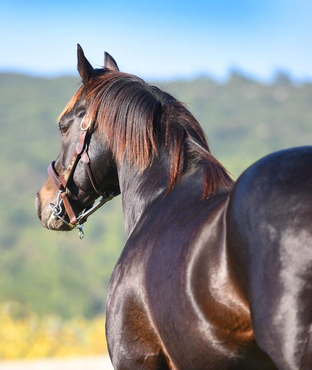 Bugün Antalya’da koşulan Maiden koşuyu aygırımız Torok’un oğlu THE REAL ONE kazandı. Tayın jokeyi M.S. Çelik’i, Özbelge ekürisini,  tayın ekibini ve tüm ilgililerini tebrik eder, başarılarının devamını dileriz.👏🧿