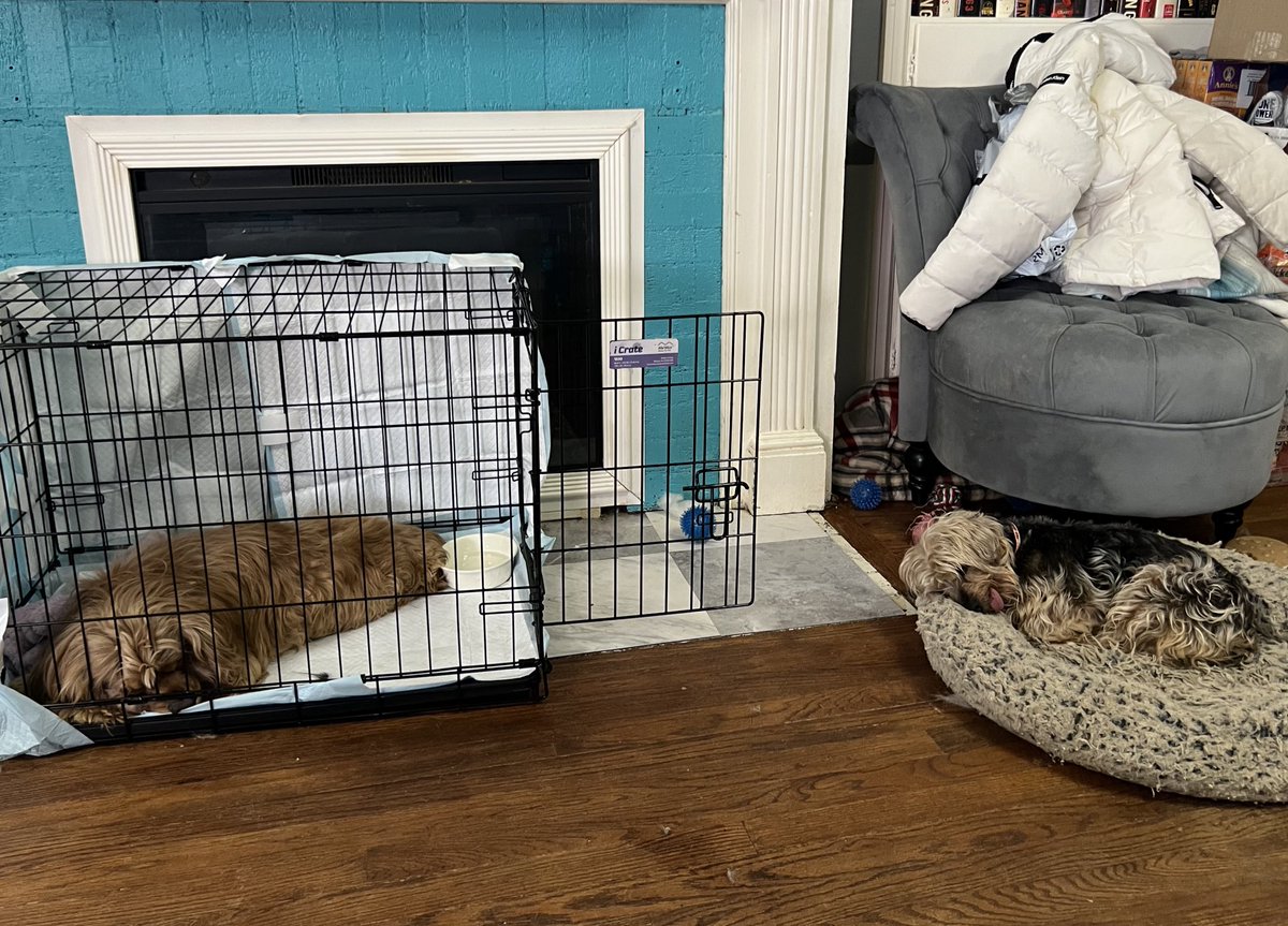 Benefits of crate training your dog: (besides saving your sofa if you have a chewer) they won’t be afraid if they get sick. I call it the comfort cave. Kiefer called it his. 🥹