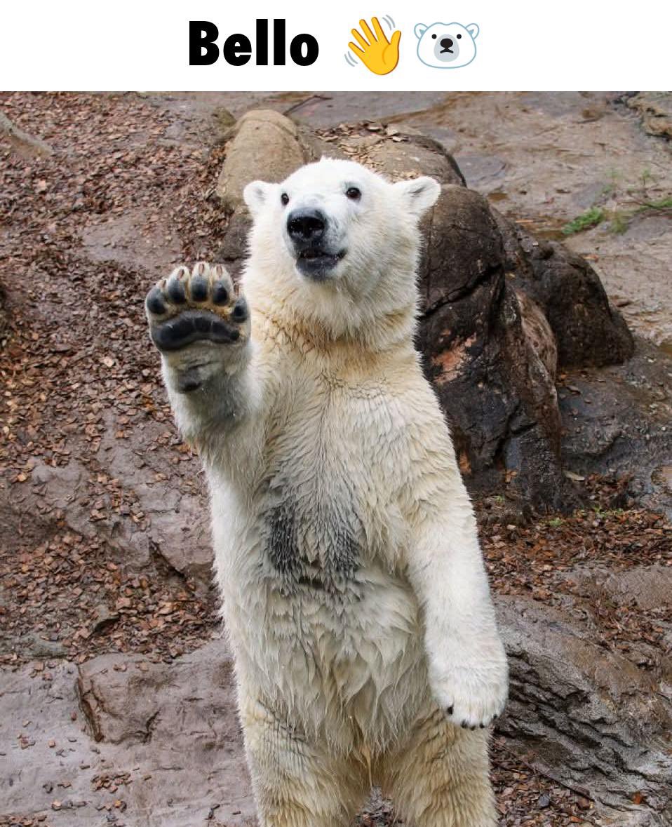 👋🐻‍❄️