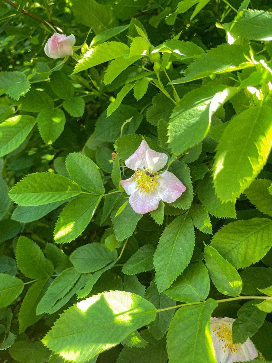 Max_Enigma_400's tweet photo. #briar #nature #summer #flowers #Siberia https://t.co/irA0XhWz8f