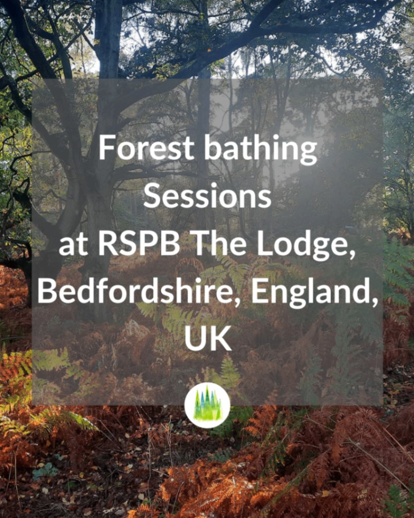TFB_Institute's tweet photo. Excited for our 2026 sessions at RSPB The Lodge! 🌳 This bird sanctuary features ancient trees and incredible biodiversity.
Find out more and book your spot at https://t.co/ilS88MQFfi! 🌿✨
#ForestBathing #shinrinyoku #tfbi #forestbathingevents https://t.co/P3FUeLL3it
