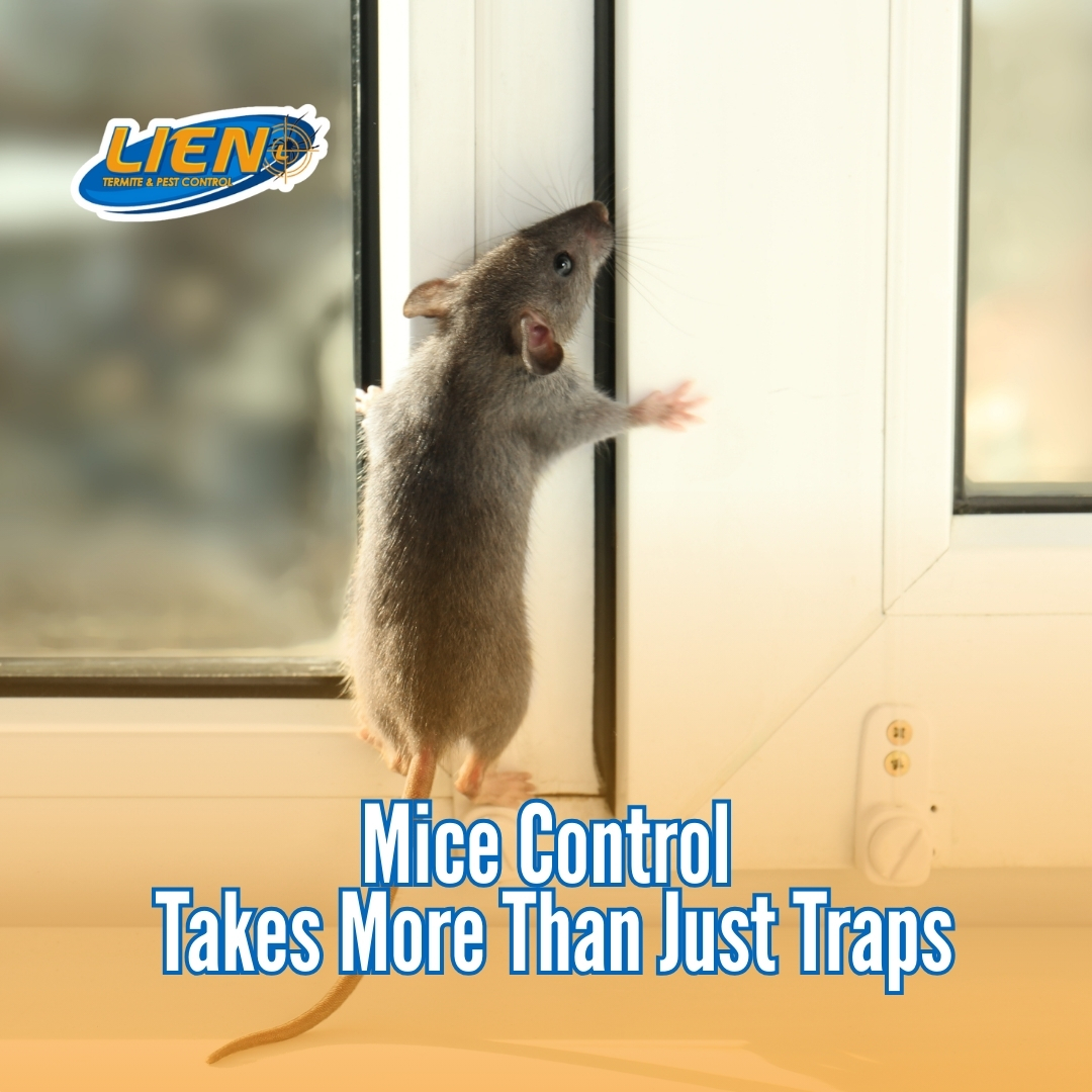 LienTermite's tweet photo. Mice control takes more than one step.

Effective service includes secured bait stations, identifying entry points, and ongoing monitoring to help prevent repeat activity.

You can Lien on us for what’s bugging you!

#rodentcontrol #omaha https://t.co/Cq8koLQgkX