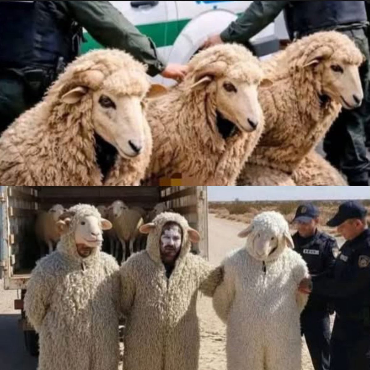 3 Ngerian were arrested in Algeria after trying to enter Spain by disguising themselves as sheep inside a livestock truck 
However the plan quickly fell apart during a routine inspection when border officials noticed some of the “sheep” moving strangely. "Mugabe" #BBMZANSIS6