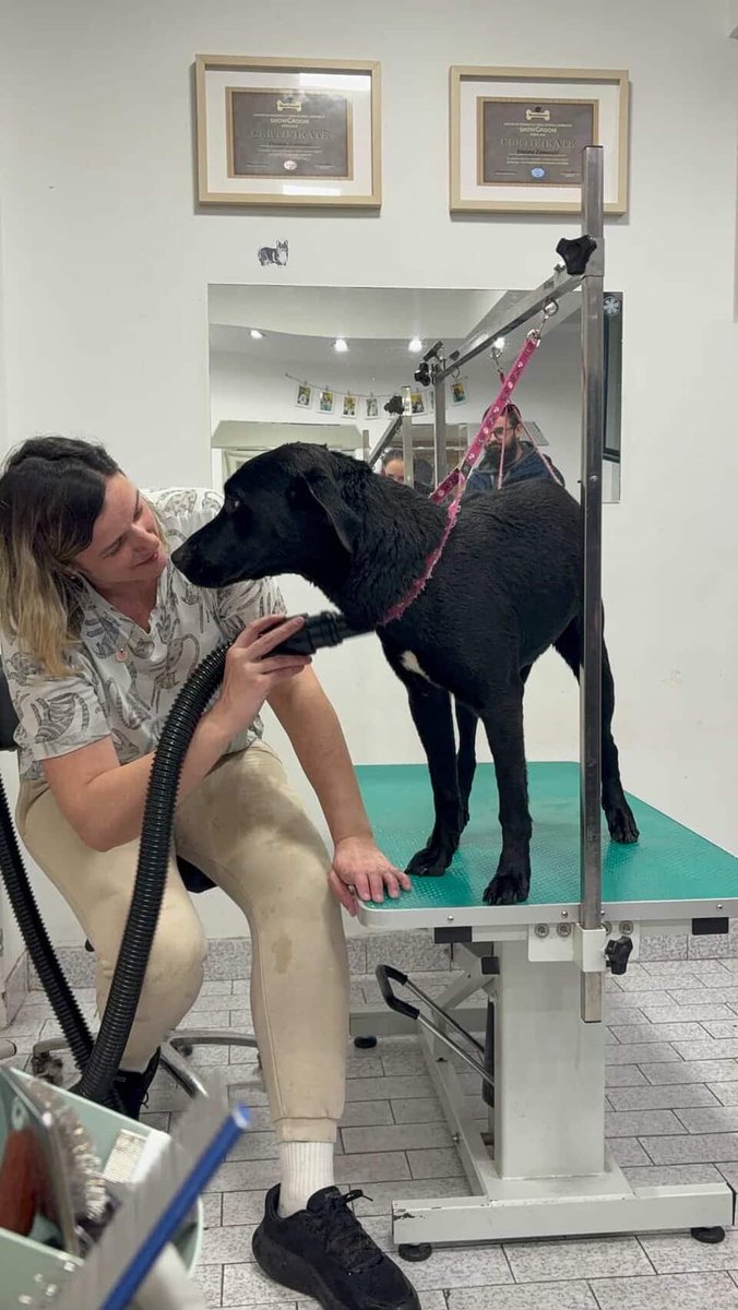 mogliexplorer's tweet image. Treba mi pomoc.
Pas sa slike je spreman za udomljavanje, naviknut na stan, zato STO JE PORODICA OTISLA IZ ZEMLJE I IZBACILA GA ISPRED ZGRADE.
Trenutno je u pansionu i imate racun devojke koja uplacuje za njega.
Pa ili simbolicno ili RT.
HVALA