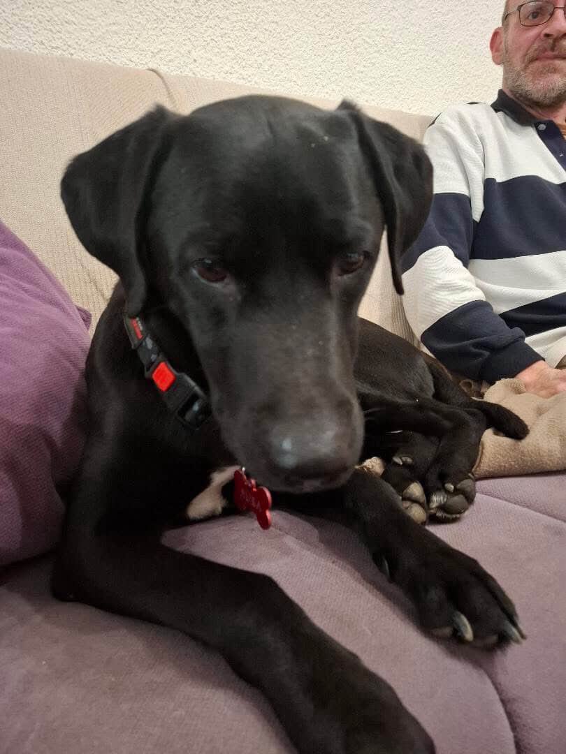 mogliexplorer's tweet image. Treba mi pomoc.
Pas sa slike je spreman za udomljavanje, naviknut na stan, zato STO JE PORODICA OTISLA IZ ZEMLJE I IZBACILA GA ISPRED ZGRADE.
Trenutno je u pansionu i imate racun devojke koja uplacuje za njega.
Pa ili simbolicno ili RT.
HVALA