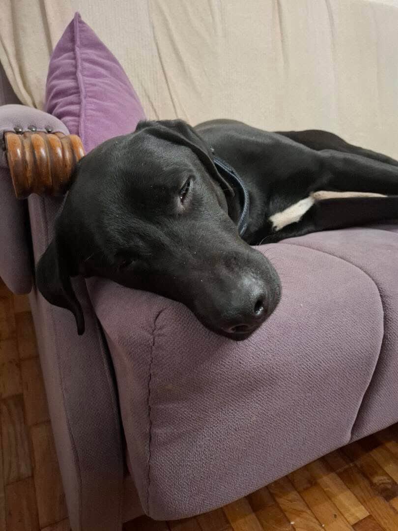 mogliexplorer's tweet image. Treba mi pomoc.
Pas sa slike je spreman za udomljavanje, naviknut na stan, zato STO JE PORODICA OTISLA IZ ZEMLJE I IZBACILA GA ISPRED ZGRADE.
Trenutno je u pansionu i imate racun devojke koja uplacuje za njega.
Pa ili simbolicno ili RT.
HVALA