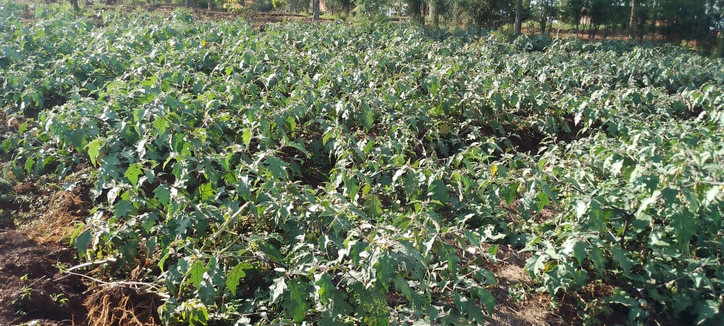 Murama Sector/KAYONZA District tweet media