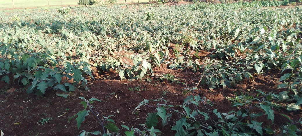 Murama Sector/KAYONZA District tweet media