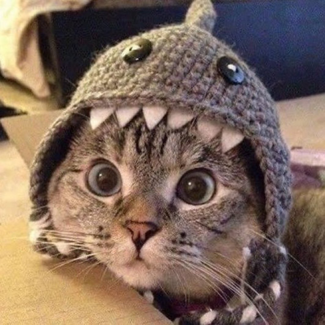 Brett Pedersen🦈🐱 tweet media