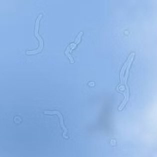 Curiosity tweet media