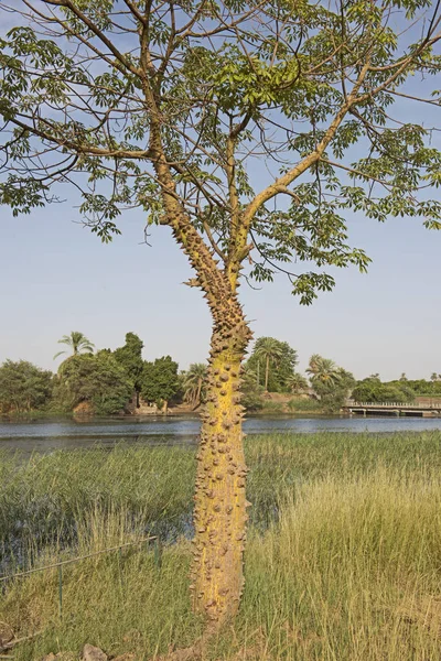 Hay colegas de otros paises que se asombran por este árbol que aqui en argentina se lo conoce como Palo Borracho
Hay de estos árboles en tu pais?