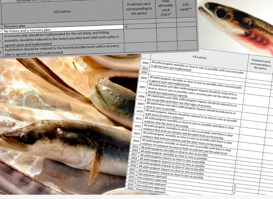 Estamos viendo una extinción en directo: cronología de décadas de evidencia científica ignorada

Las comunidades autónomas han rechazado por tercera vez proteger a la anguila europea a pesar de más de un cuarto de siglo de advertencias científicas👇
climatica.coop/estas-viendo-e…