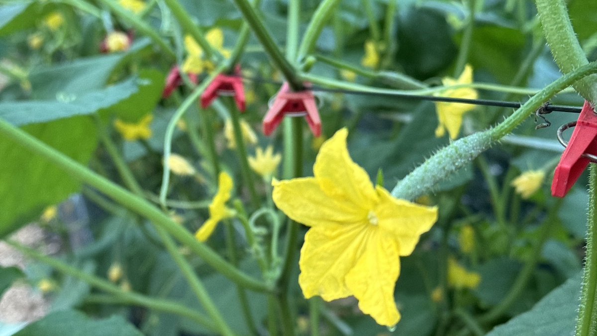 石垣将徳@きゅうり農家 tweet media