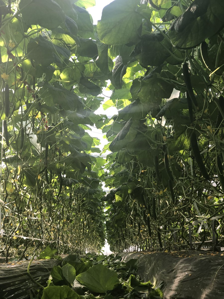 石垣将徳@きゅうり農家 tweet media