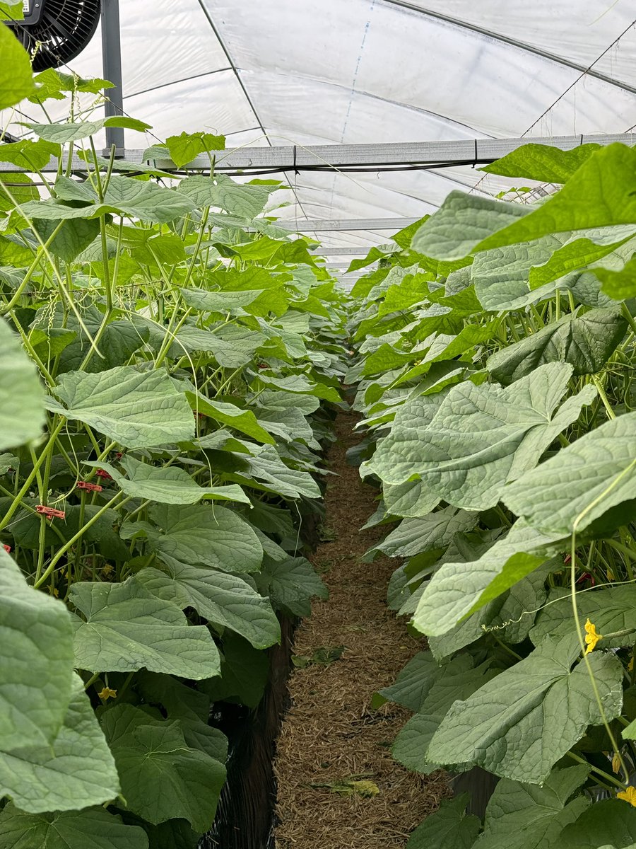 石垣将徳@きゅうり農家 tweet media