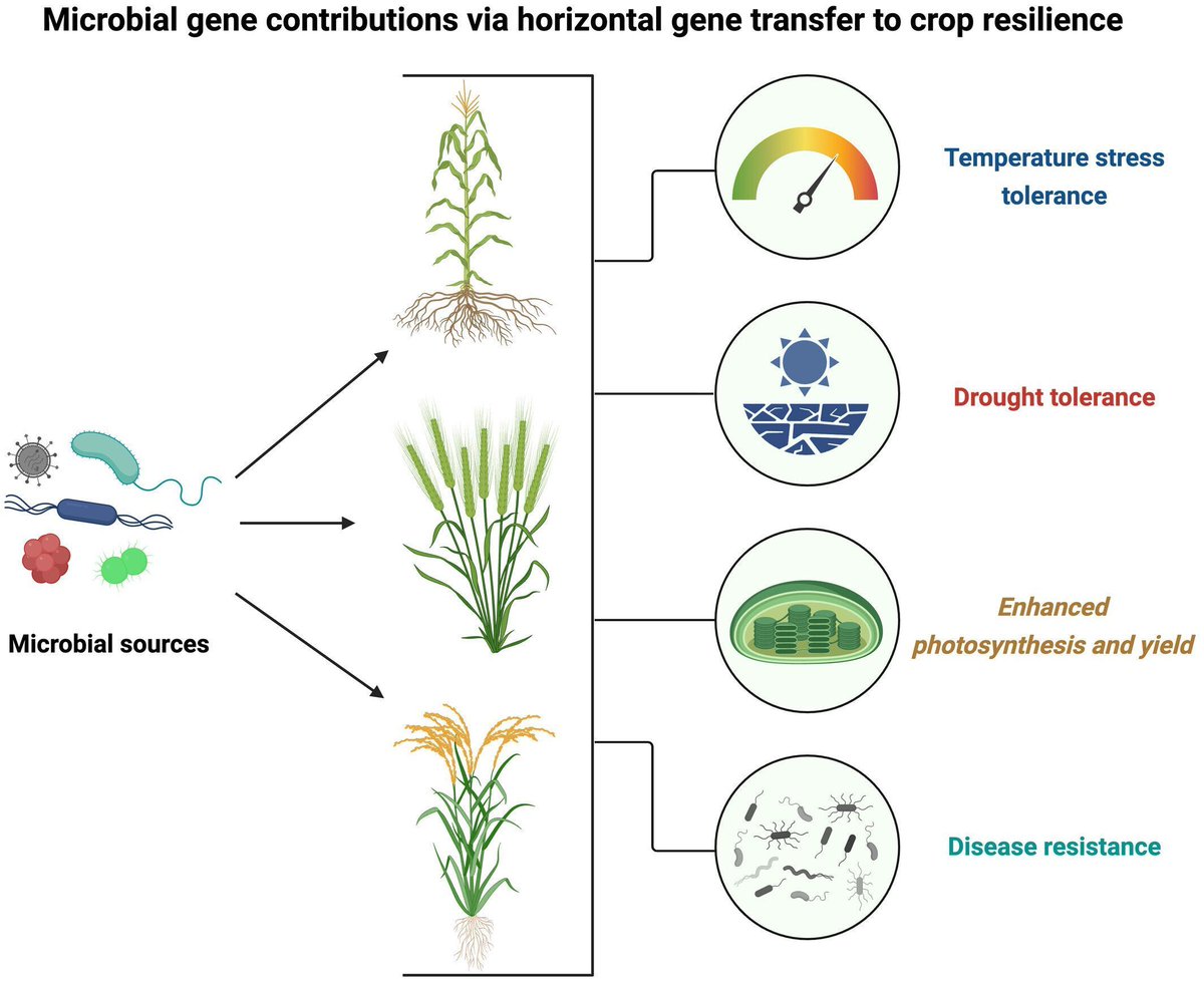 NewPhyt's tweet image. #Viewpoint: Engineering next-generation crops through #CRISPR-mediated horizontal gene transfer

 Kumar Sen et al.
👇

📖 nph.onlinelibrary.wiley.com/doi/10.1111/np…

#LatestIssue