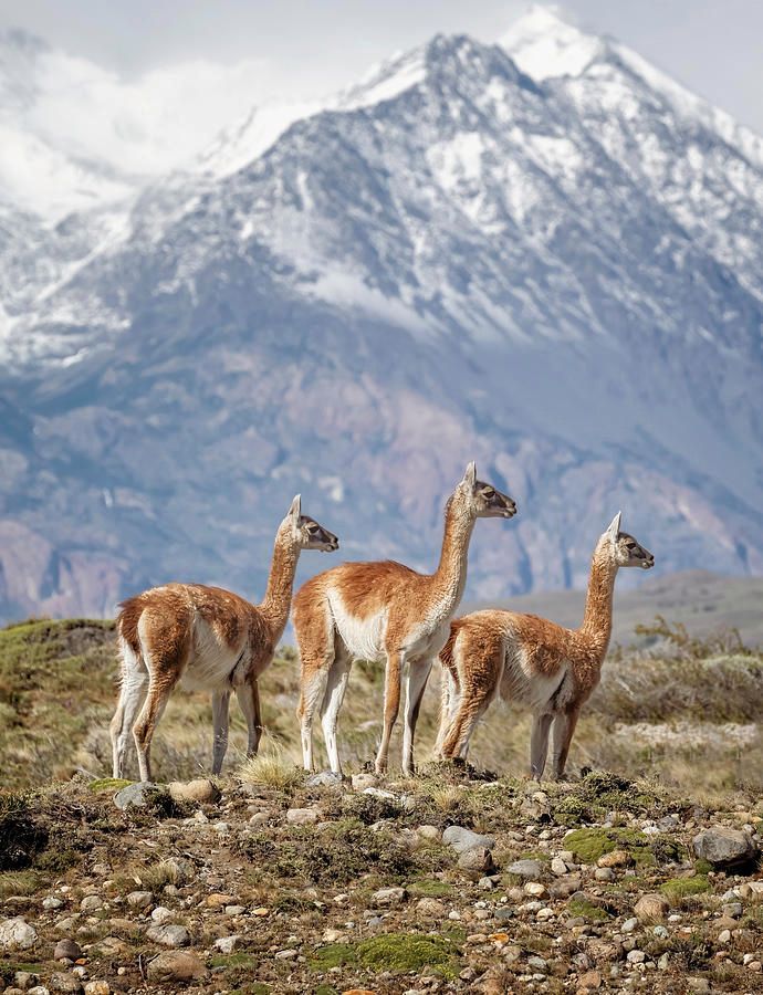joancarroll's tweet photo. Tres Amigos Patagonia Argentina! https://t.co/8mI4n6BWpx  #guanacos #andes #mountains #wildlife #wildlifephotography #animals #patagonia #argentina #SouthAmerica @joancarroll https://t.co/1Xd24mhi8d