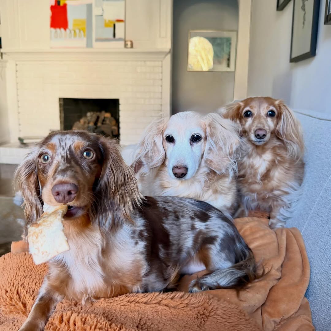 Weekend Loading: The Countdown is On! 🐾✨

Is it Friday yet? Daphne, Mabel, and Cora are officially representing all of Atlanta as we head into the home stretch of the week! 🍑🐕 

#WeekendLoading #DaphneMabelCora #AtlantaPets #DogsofAtlanta #WaitingForFriday #SquadGoals