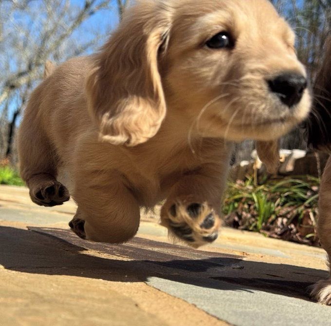 💖 (@twaniimals) on Twitter photo 