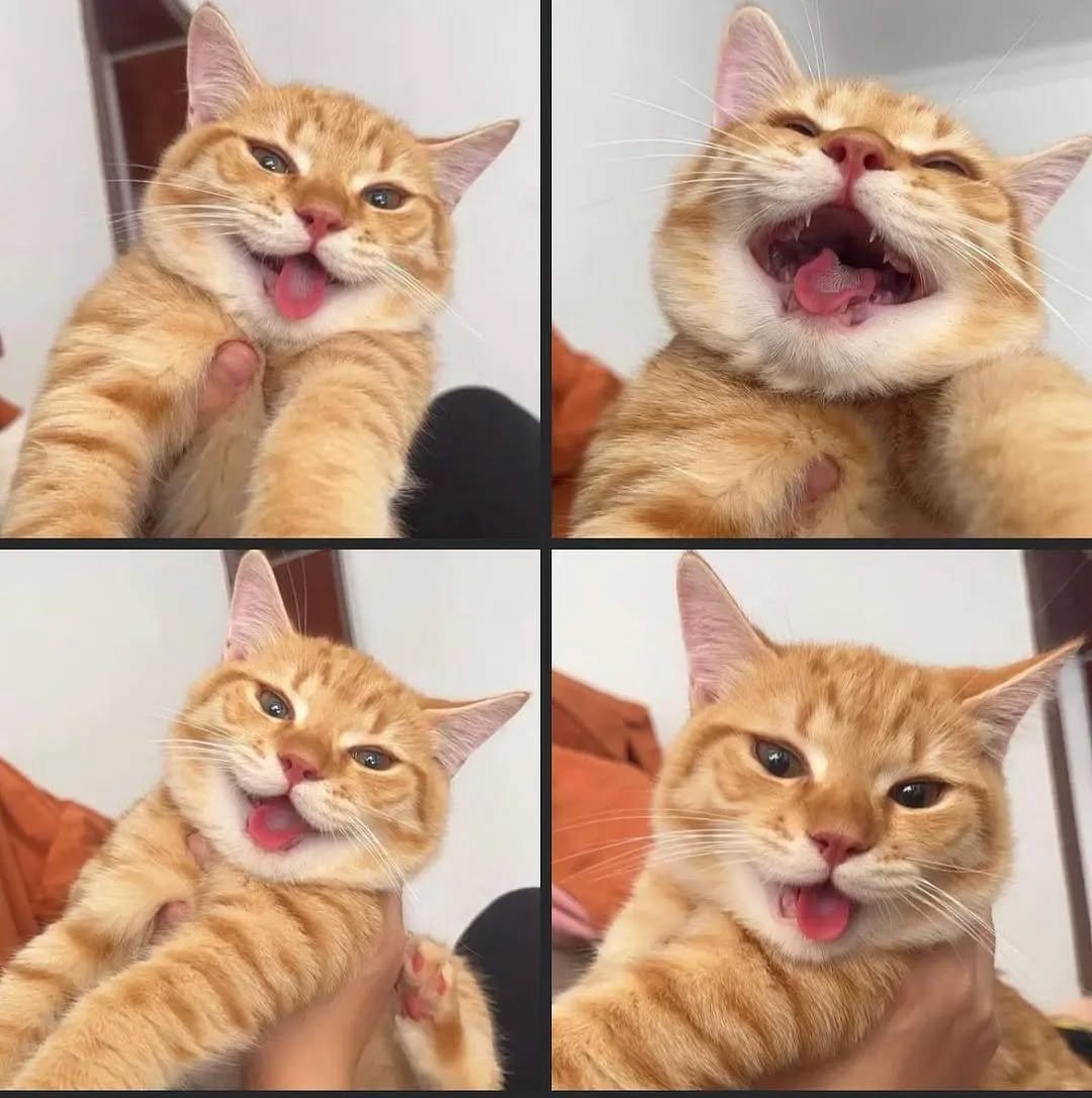 Punch Cat (@punchingcat) on Twitter photo 