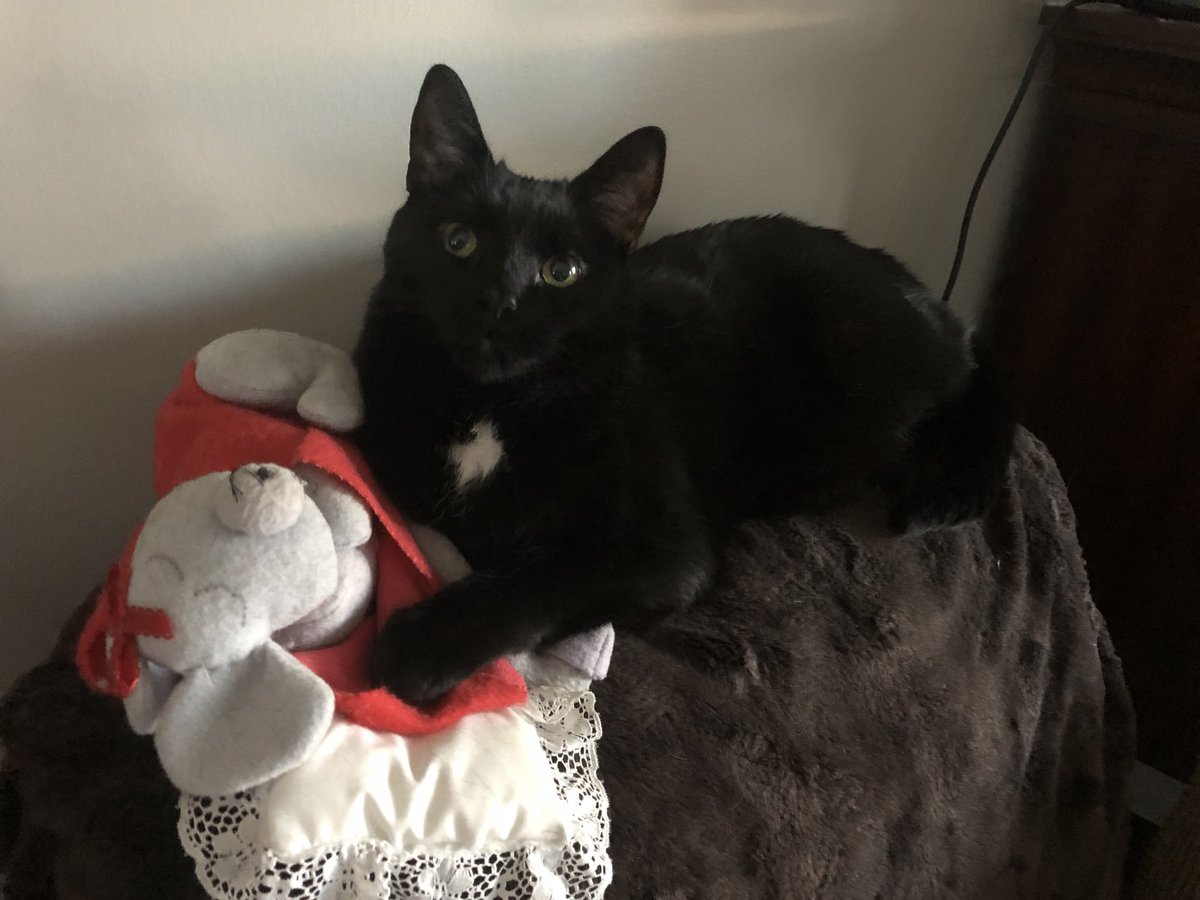 YURlLETH's tweet photo. @rainylune My beautiful baby boy Wembley!! https://t.co/FVosaqz2my
