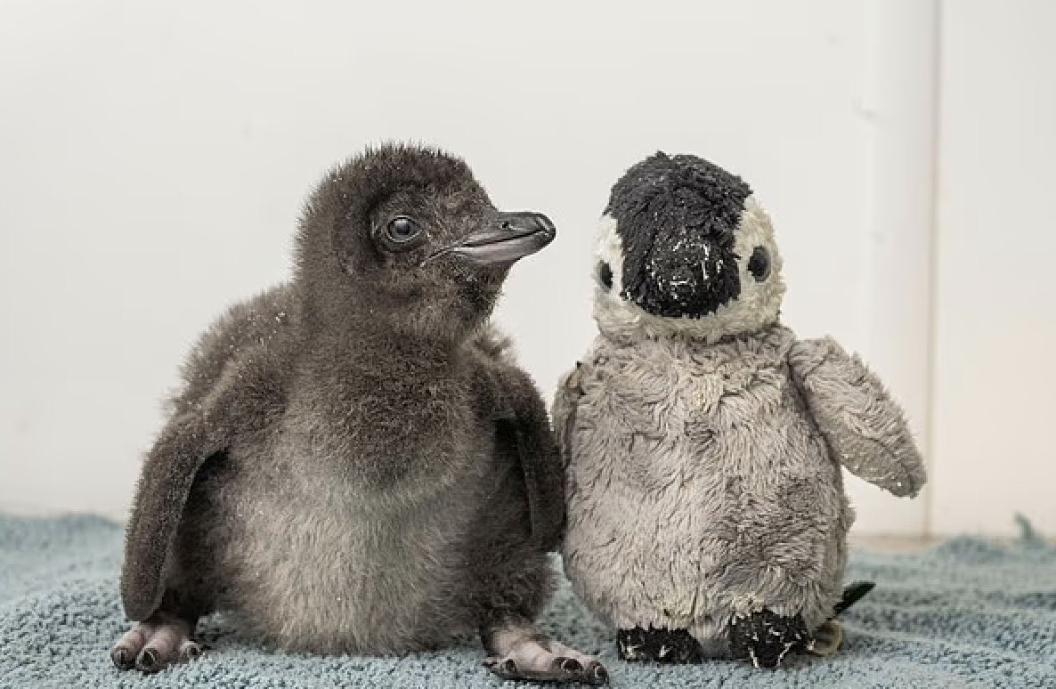 Indie 505 tweet media