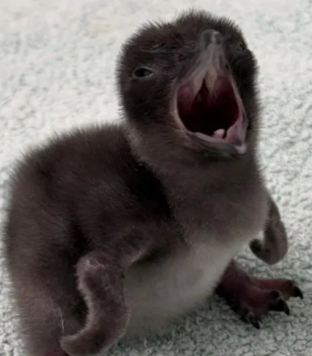 Indie 505 tweet media